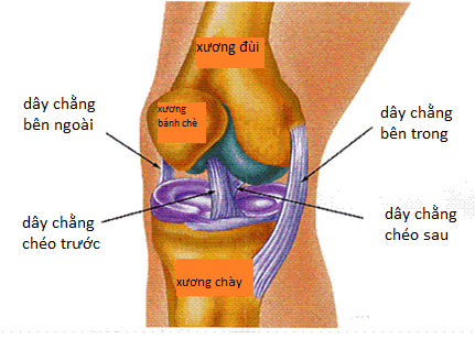 ĐỨT NHIỀU DÂY CHẰNG KHỚP GỐI